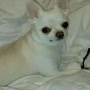しらこの画像