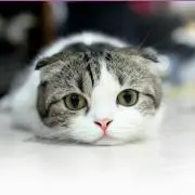 Akiの画像