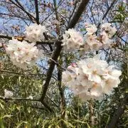 ゆか