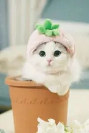 ✤YORI✤の画像