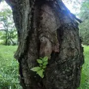 森篭　草食男