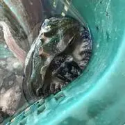 アワビです。