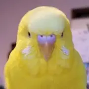 とりちゃんの画像