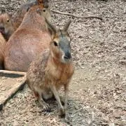 らむこの画像