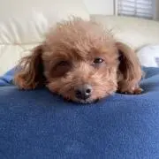 ひでとら