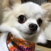 ちー  【プロフ見て下さい】の画像