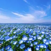 桜とはっぱの整理整頓の画像