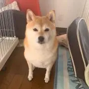 さくの画像