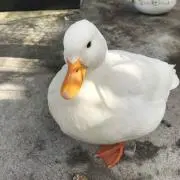 KJの画像