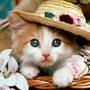Flower Catの画像