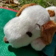 ちはやの画像