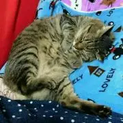 ハチロクレビンの画像