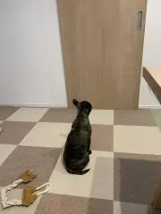 パグママ
