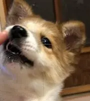 すずき