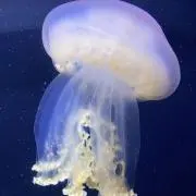 たのこの画像