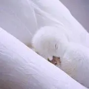 ☆シマエナガ☆ Ｏ(≧∇≦)Ｏ