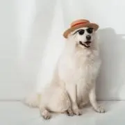Moaの画像