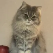 ミミ＊プロフィール見てくださいの画像