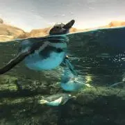さとーの画像