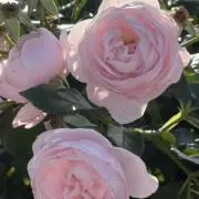Temu.の画像