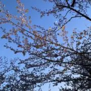 もんの画像