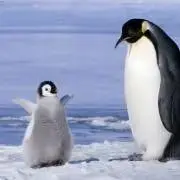 ぺんぎんの画像