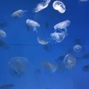 とも83の画像