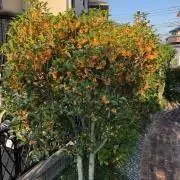 みっちゃんの画像