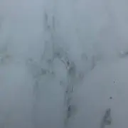 ゴル