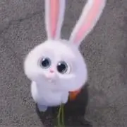 うさぎの画像