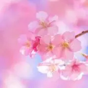 はるさく