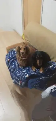 まゆみの画像