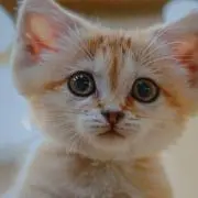 まりあんこの画像