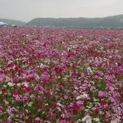 Yuppy★の画像