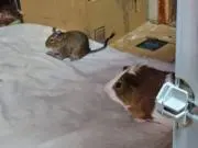 つよぽん