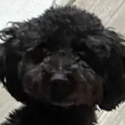 レオンの画像