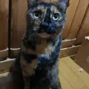 ちゃちゃ丸の画像