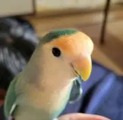 ぽんじりの画像