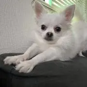 まお