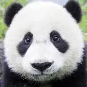 モフモフ最高(*^^*)