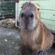 あおん