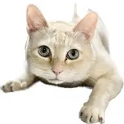 だいふくの画像