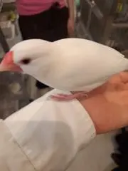トレーの画像