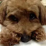 ROXY