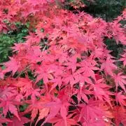 kako028の画像