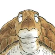 ウミガメ