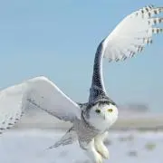 結。
