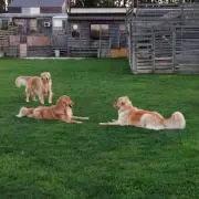 みみぃこの画像