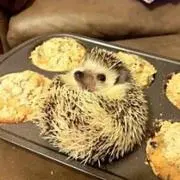 すぎの画像