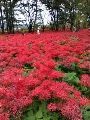 みさらの画像